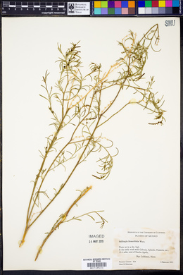 Stillingia linearifolia image