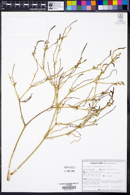 Stillingia linearifolia image