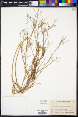 Stillingia linearifolia image