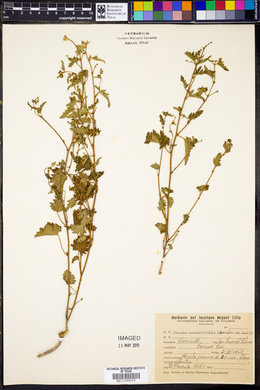 Tragia geraniifolia image