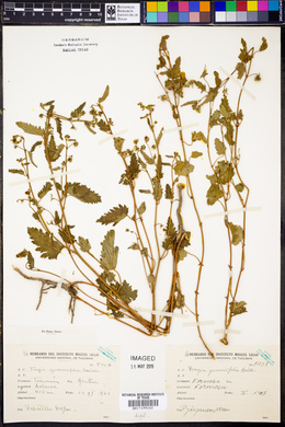 Tragia geraniifolia image