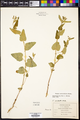 Tragia urticifolia image