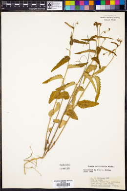 Tragia urticifolia image