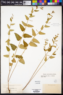 Tragia urticifolia image