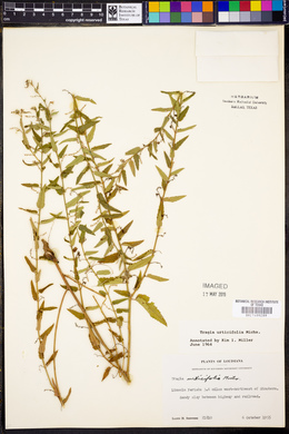 Tragia urticifolia image