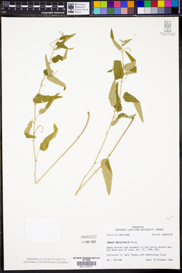Tragia urticifolia image