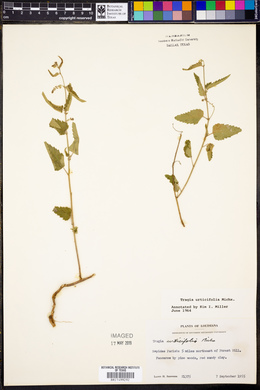 Tragia urticifolia image