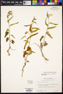 Tragia urticifolia image