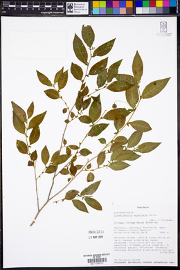 Image of Meineckia acuminata