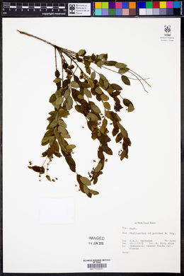 Phyllanthus pulcher image