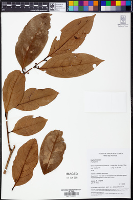 Image Associated With the Occurence