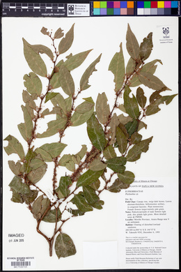 Image Associated With the Occurence