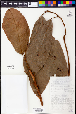Ptychopyxis arborea image