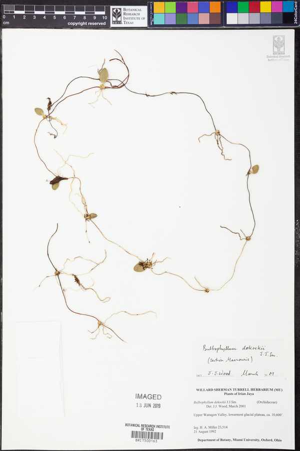 Bulbophyllum dekockii image