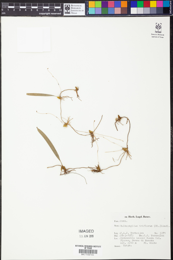 Bulbophyllum triflorum image
