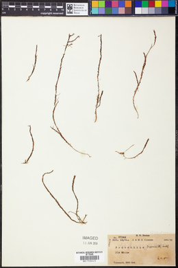 Podochilus tenuis image