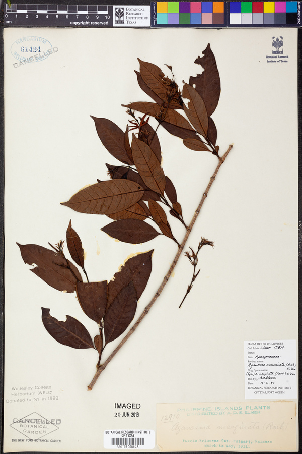 Aganosma acuminata image