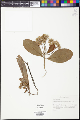 Alstonia spectabilis image