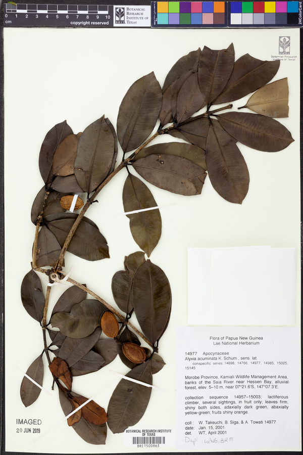 Alyxia acuminata image