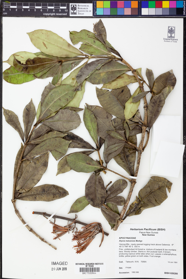 Alyxia acuminata image