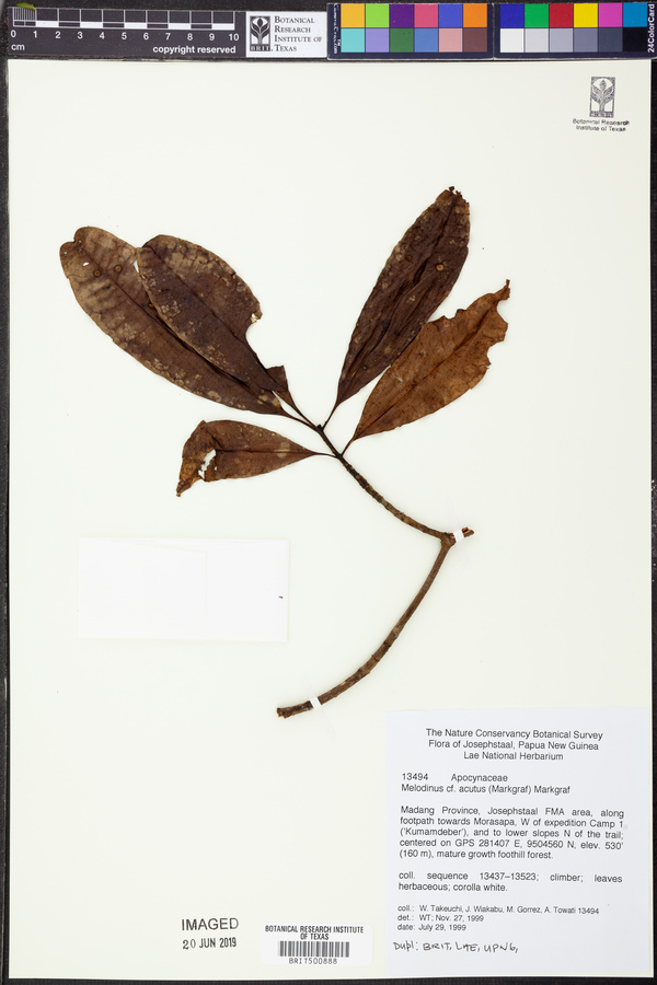 Melodinus acutiflorus image