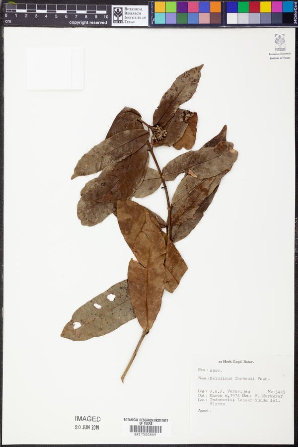 Melodinus forbesii image