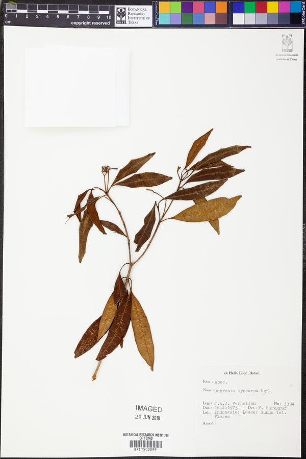 Ochrosia syncarpa image