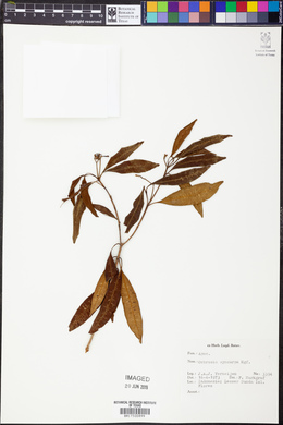 Image of Ochrosia syncarpa