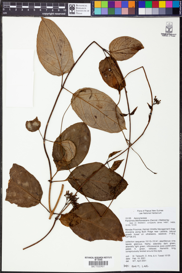 Parsonsia alboflavescens image