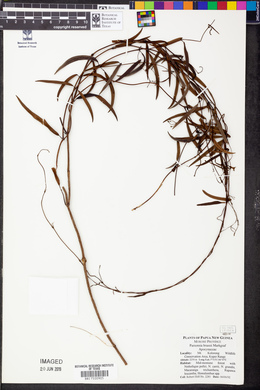 Parsonsia sanguinea image