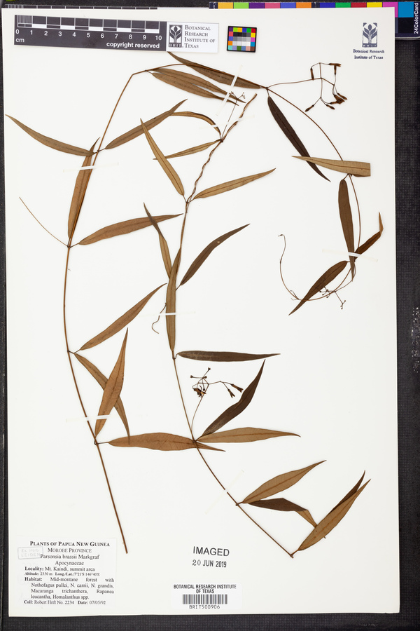Parsonsia sanguinea image