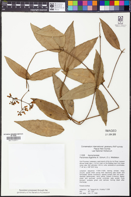 Image of Parsonsia oligantha
