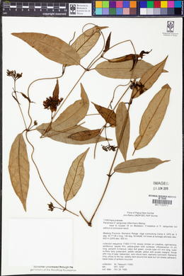 Image of Parsonsia sanguinea