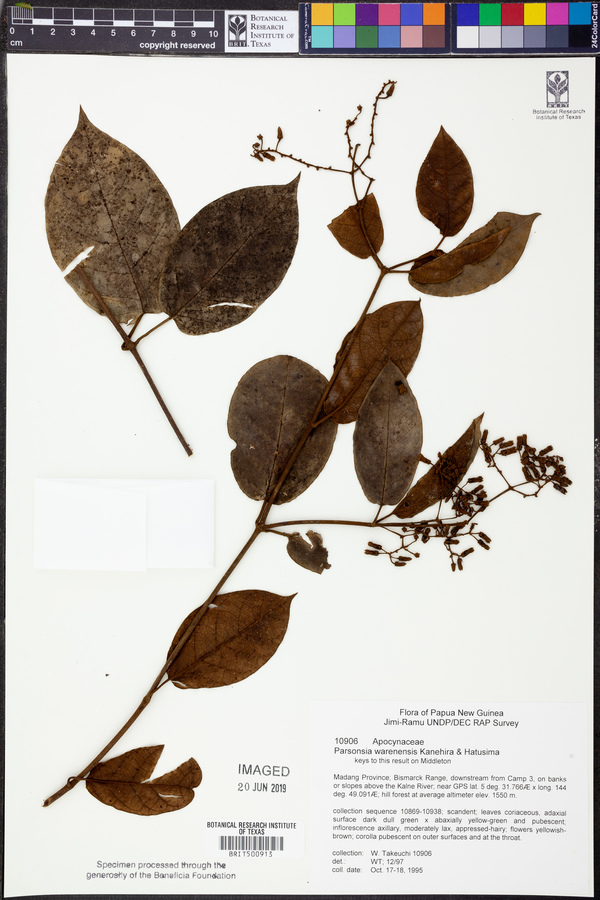 Parsonsia warenensis image