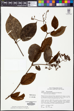 Image of Parsonsia warenensis