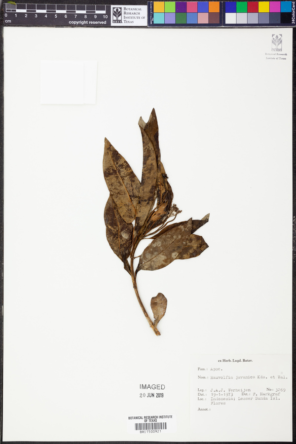 Rauvolfia javanica image