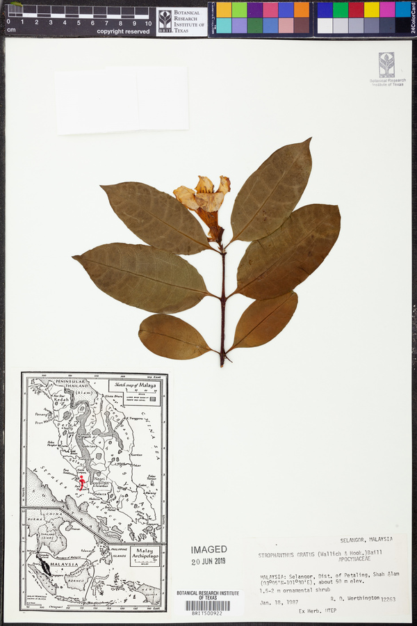 Strophanthus gratus image