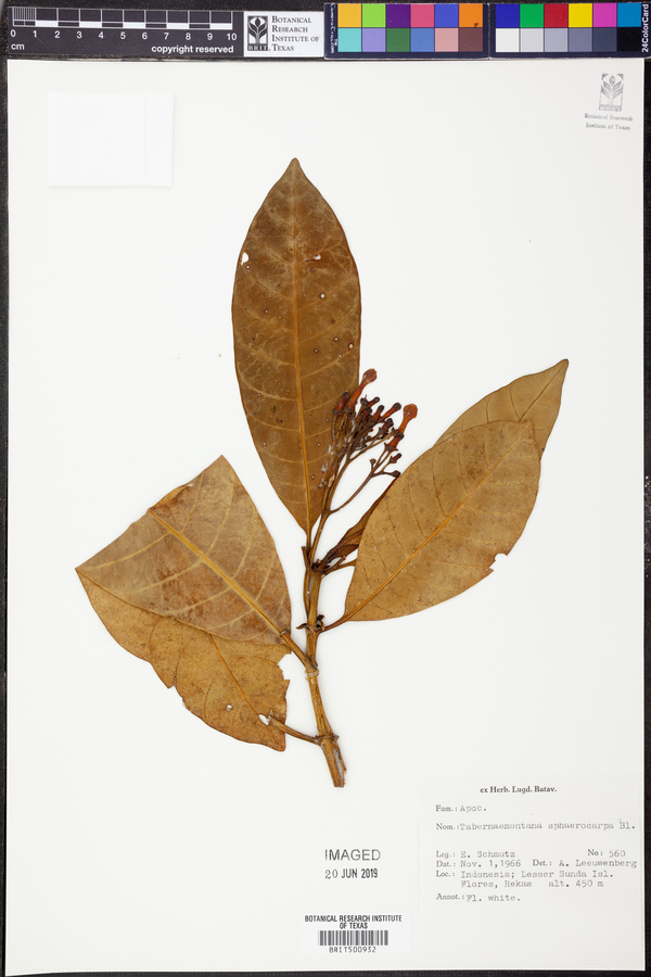 Tabernaemontana sphaerocarpa image