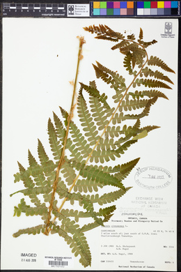 Osmundastrum cinnamomea image
