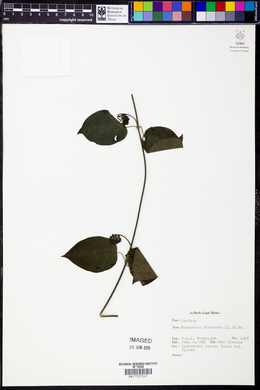Marsdenia tinctoria image