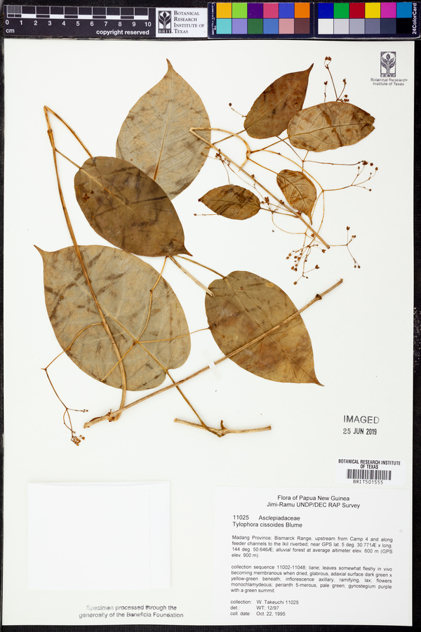 Vincetoxicum cissoides image