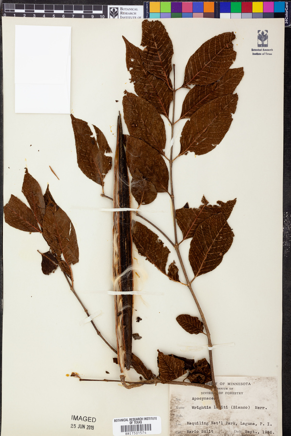 Wrightia pubescens subsp. lanitii image