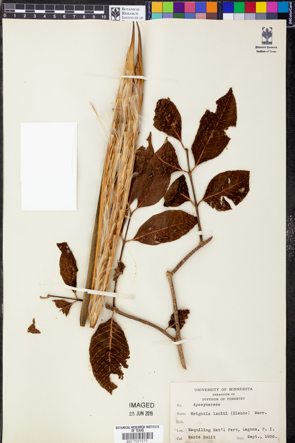 Wrightia pubescens subsp. lanitii image