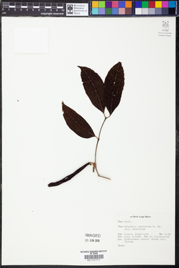 Wrightia pubescens image