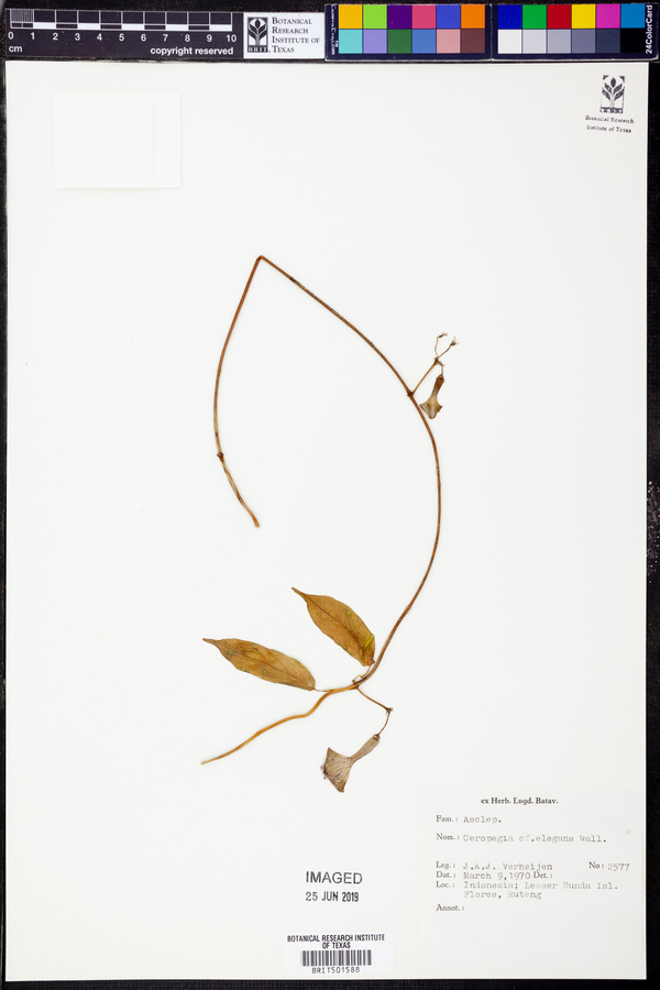 Ceropegia elegans image