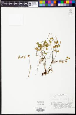 Peperomia tetraphylla image