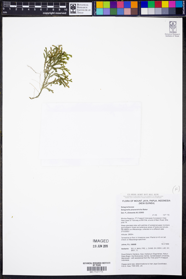 Selaginella phanotricha image