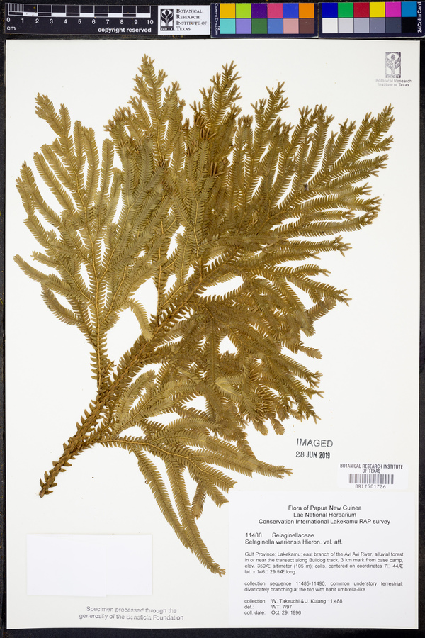 Selaginella wariensis image