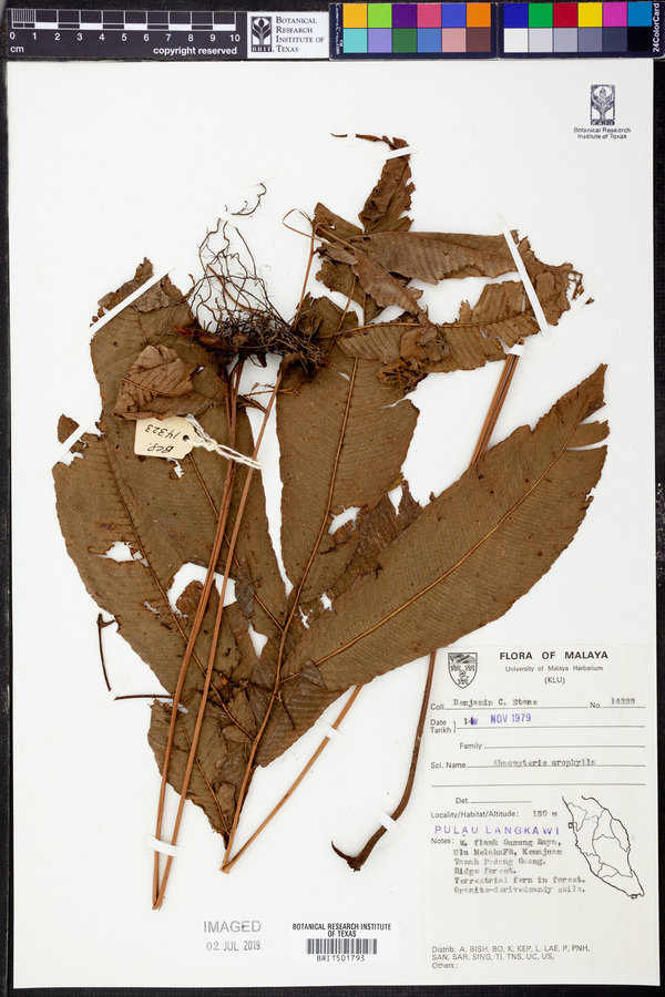 Abacopteris urophylla image