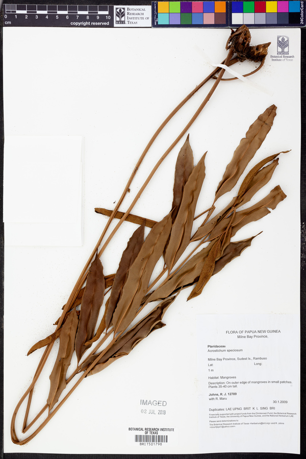 Acrostichum speciosum image